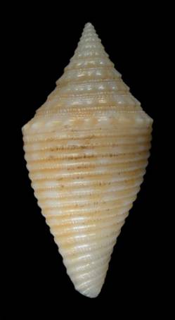 Conus turriculatus  Sowerby ii, 1866 Primary Type Image