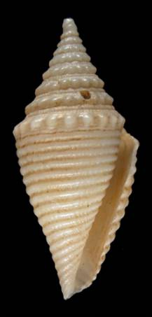 Conus gemmulatus  Sowerby, 1870 Primary Type Image