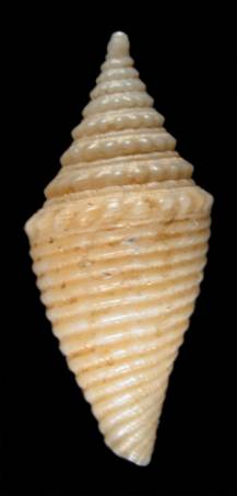 Conus gemmulatus  Sowerby, 1870 Primary Type Image