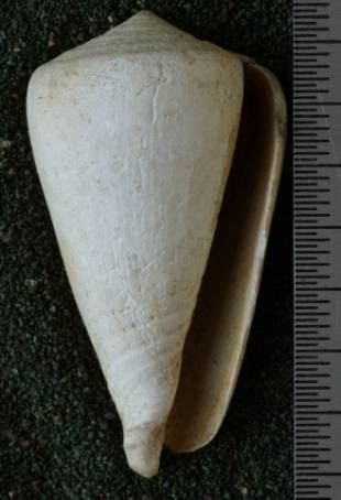 RGM.7542.a | Conus djarianensis Martin, 1895