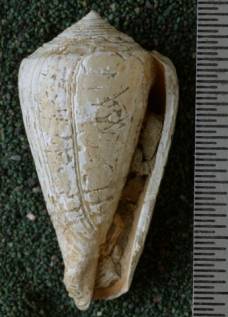 RGM.7546.a | Conus djarianensis Martin, 1895