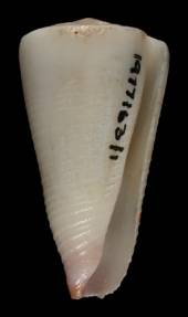 Conus emaciatus  Reeve, 1849 Primary Type Image