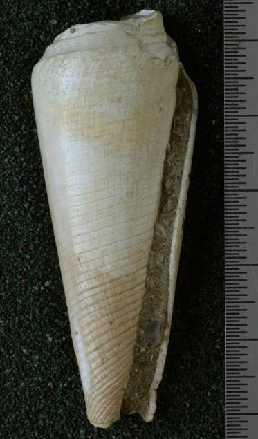 RGM.7422 | Conus menengtenganus Martin, 1895