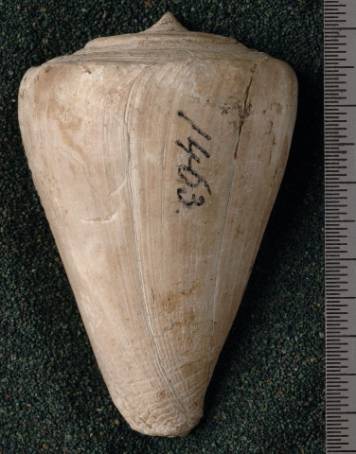 RGM.7530.a | Conus odengensis Martin, 1895