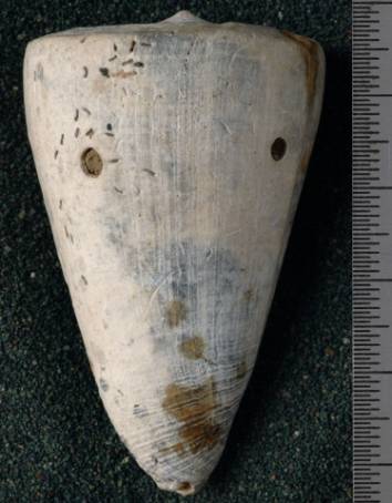 RGM.7530.b | Conus odengensis Martin, 1895