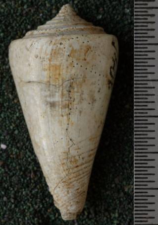 RGM.7522.f | Conus odengensis Martin, 1895