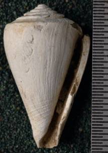 RGM.7529.b | Conus odengensis Martin, 1895