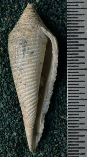 RGM.7487 | Conus palabuanensis Martin, 1895