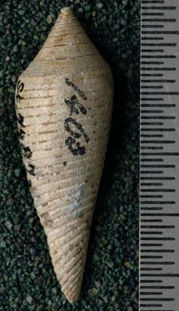 RGM.7487 | Conus palabuanensis Martin, 1895