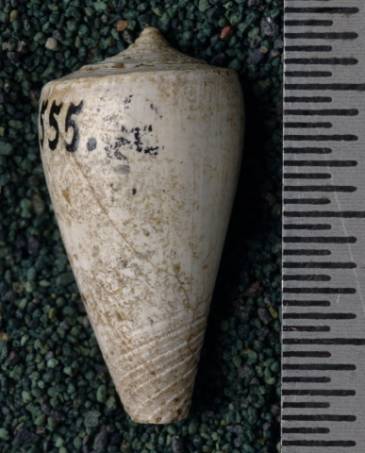 RGM.7555 | Conus parvulus Martin, 1879
