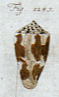 Conus striatellus  Link, 1807 Representation of Lectotype Image
