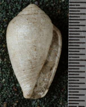RGM.7625 | Conus tjidamarensis Martin, 1879