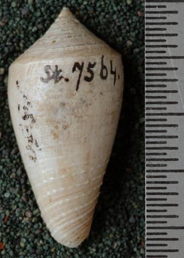 RGM.7564 | Conus tjilonganensis Martin, 1906