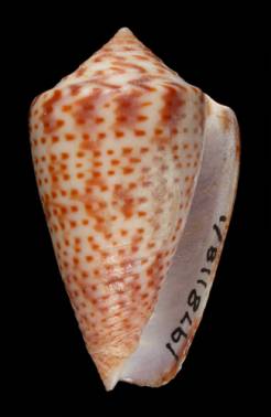 Conus perplexus  Sowerby ii, 1857 Primary Type Image