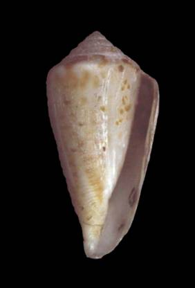 Conus carcellesi  Martins, 1945 Primary Type Image