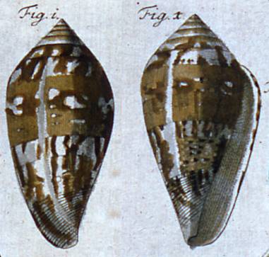 Conus elongatus  Holten, 1802 Representation of Lectotype Image