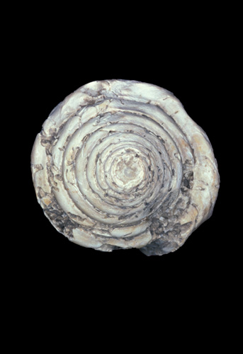 Conus elongatus  Borson, 1820 Primary Type Image