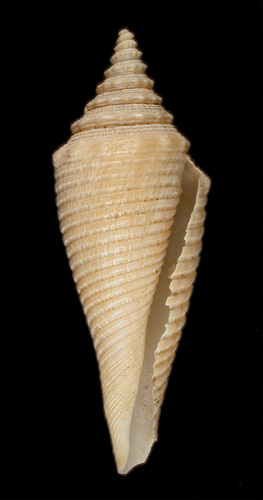 Conus sauros  Garcia, E., 2006 Primary Type Image
