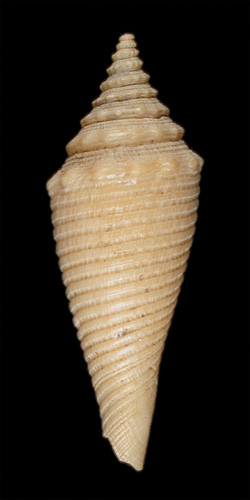 Conus sauros  Garcia, E., 2006 Primary Type Image
