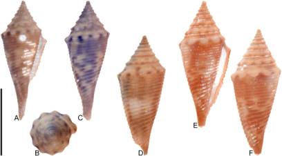 Fig 6.  Conasprella (Dalliconus) cf. sauros Garcia, 2006.