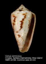 Conus ventricosus (8).jpg - Conus ventricosusGmelin,1791