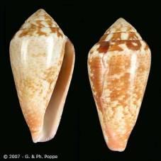 Conus vayssieri