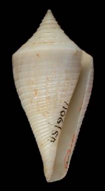 Conus cancellatus  Hwass in Bruguire, 1792 Primary Type Image
