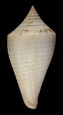Conus cancellatus  Hwass in Bruguire, 1792 Primary Type Image