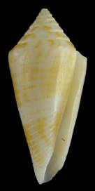 Conus paraguana  Petuch, 1987 Primary Type Image