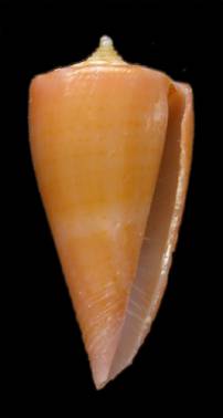 Conus eversoni  Petuch, 1987 Primary Type Image