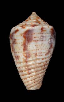 Conus puncticulatus  Hwass in Bruguire, 1792 Primary Type Image