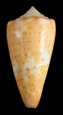 Conus floridanus patglicksteinae  Petuch, 1987 Primary Type Image