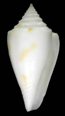 Conus (Leptoconus) floridanus tranthami  Petuch, 1995 Primary Type Image