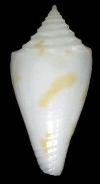 Conus (Leptoconus) floridanus tranthami  Petuch, 1995 Primary Type Image