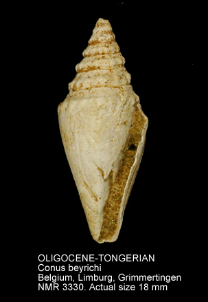 OLIGOCENE-TONGERIAN Conus beyrichi.jpg - OLIGOCENE-TONGERIAN Conus beyrichi von Koenen,1865