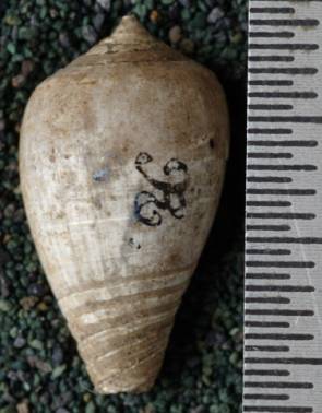 RGM.7626 | Conus affinis Martin, 1879