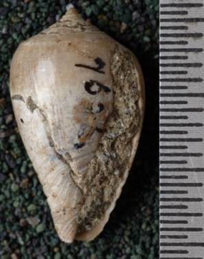 RGM.7626 | Conus affinis Martin, 1879