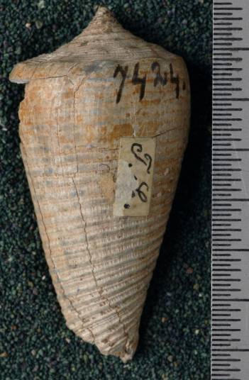 RGM.7424 | Conus ornatissimus Martin, 1882