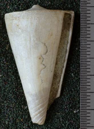 RGM.7610 | Conus cheribonensis Martin, 1895