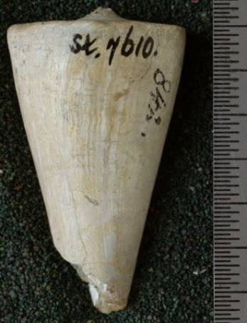 RGM.7610 | Conus cheribonensis Martin, 1895