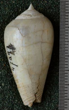RGM.47097 | Phasmoconus martini Shuto, 1969