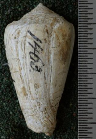 RGM.7546.a | Conus djarianensis Martin, 1895