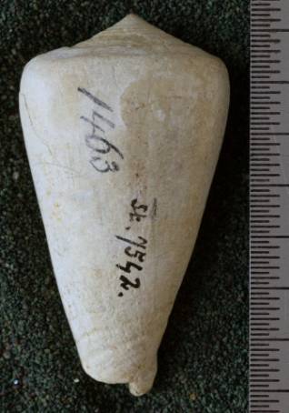 RGM.7542.a | Conus djarianensis Martin, 1895