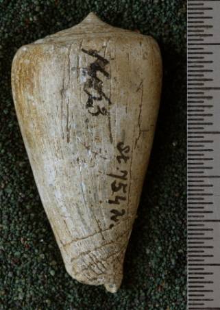 RGM.7542.b | Conus djarianensis Martin, 1895