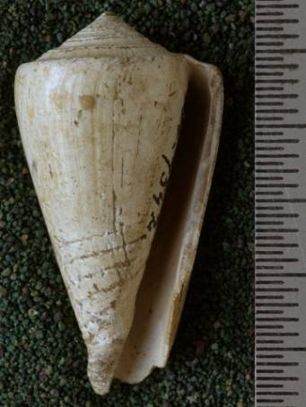 RGM.7542.c | Conus djarianensis Martin, 1895