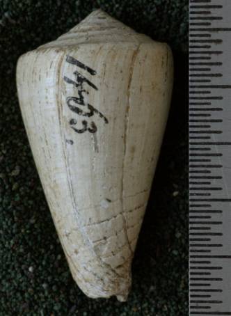 RGM.7542.c | Conus djarianensis Martin, 1895
