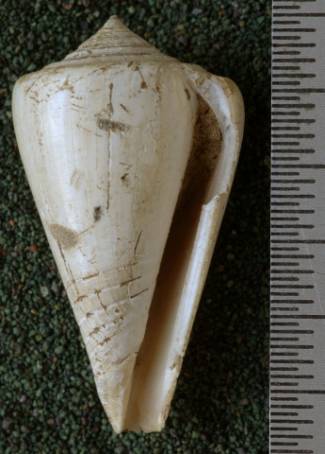 RGM.7542.d | Conus djarianensis Martin, 1895