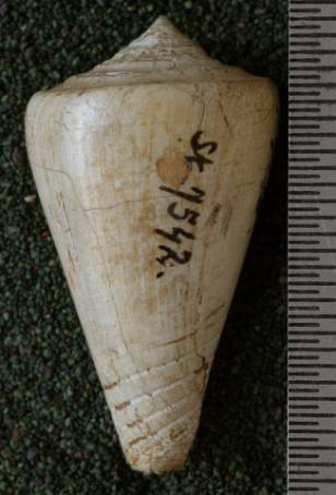 RGM.7542.d | Conus djarianensis Martin, 1895