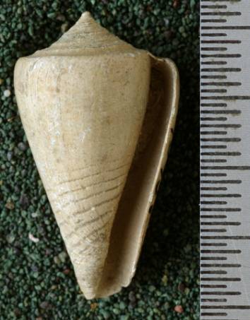 RGM.7543.a | Conus djarianensis Martin, 1895
