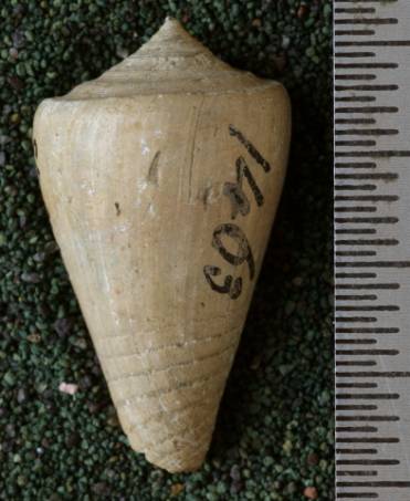 RGM.7543.a | Conus djarianensis Martin, 1895